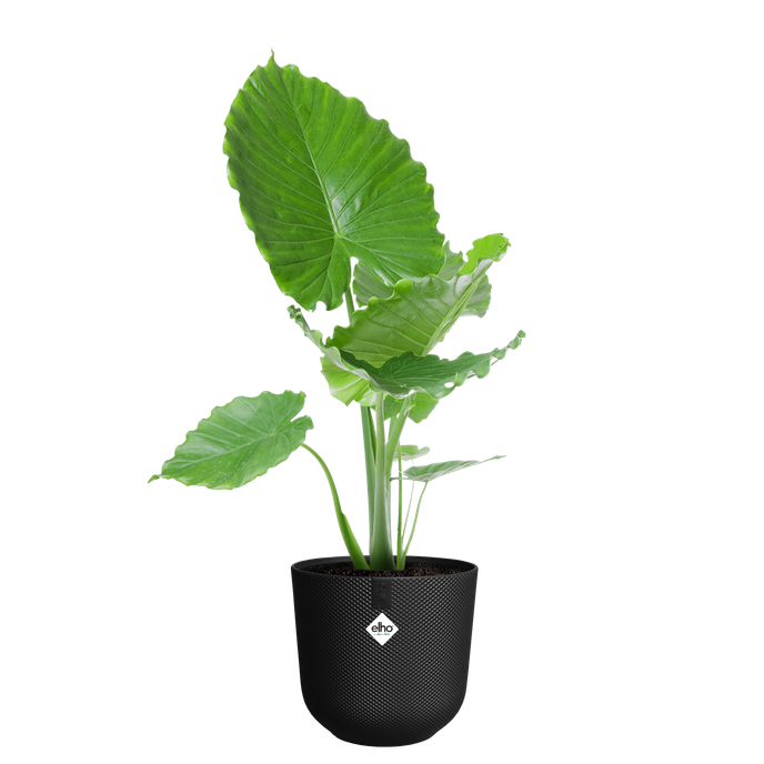 jazz rund 35cm living schwarz